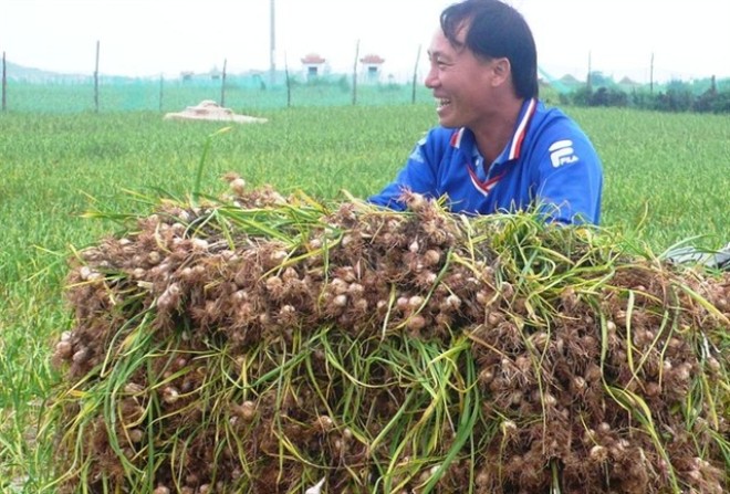 kinh nghiệm du lịch Lý Sơn 