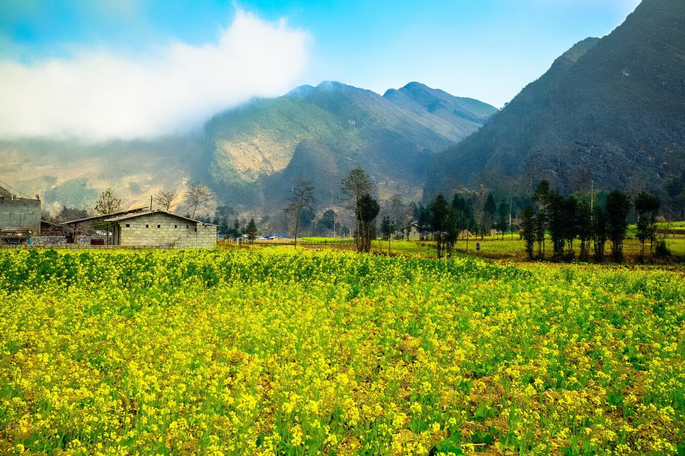 Tour du lịch Hà Nội Mộc Châu giá rẻ 2 ngày, 3 ngày 2 đêm chỉ 699K