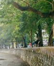 Trang