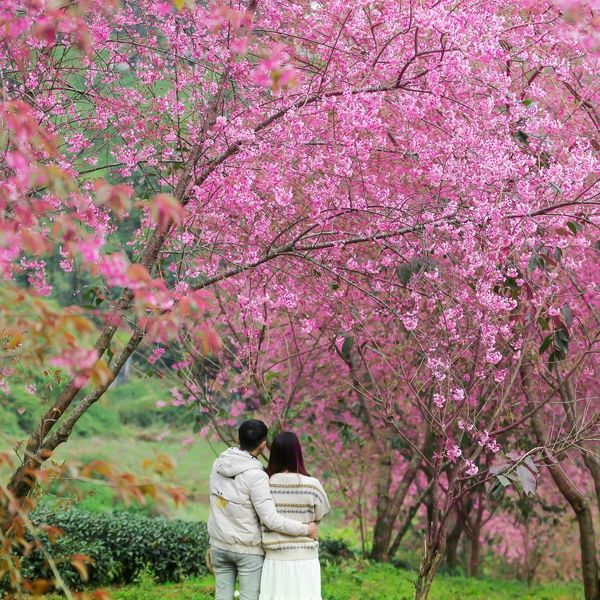 Trà Tấn Việt