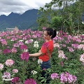 Cẩm Tú