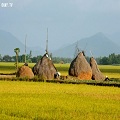 Nguyễn Yến Dung