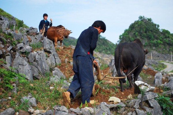 Sự sống nảy mầm từ đá