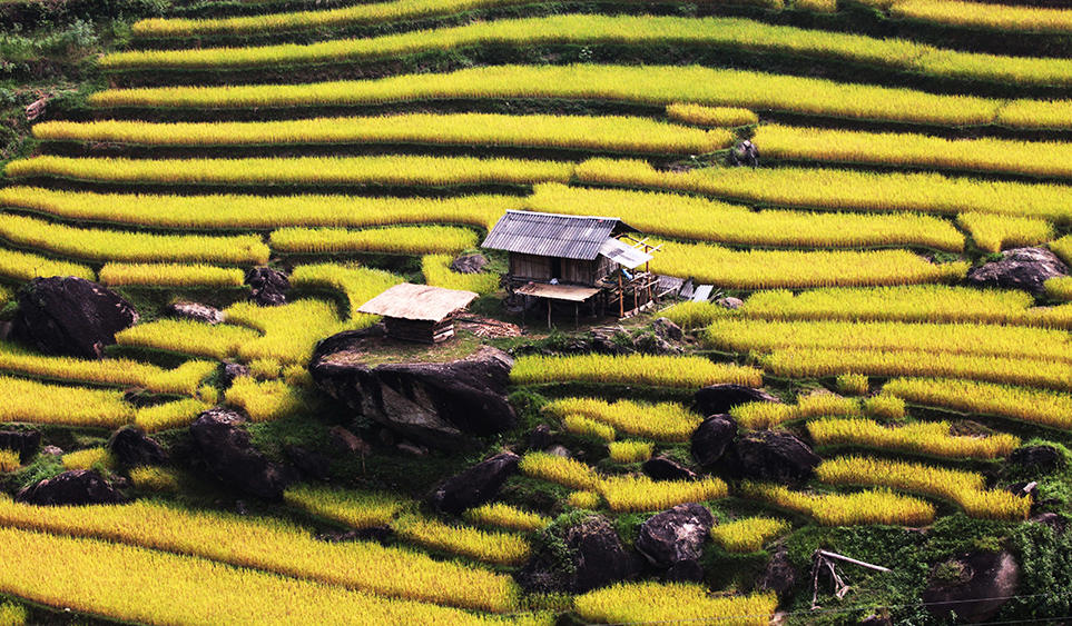 Hà Giang mùa lúa chín rực rỡ sắc vàng óng và hương thơm của rơm rạ