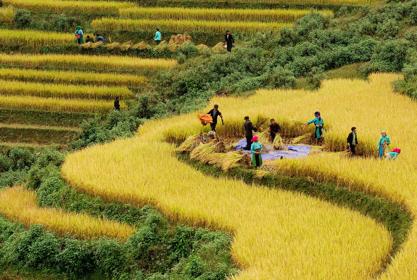 Trên những thửa ruộng lúa chín, người dân bắt đầu thu hoạch 