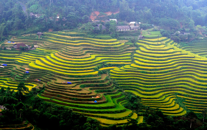 Hòa Su Phì mùa lúa chín rực vàng trên những ngọn đồi