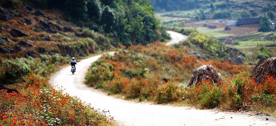 Du lịch Hà Giang tháng 11 qua những cung đường nhiều hoa