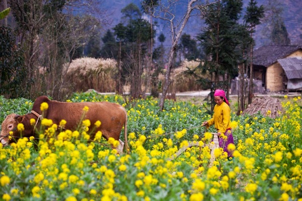 Du lịch Hà Giang tháng nào đẹp nhất? Có phải tháng 1 hay không?