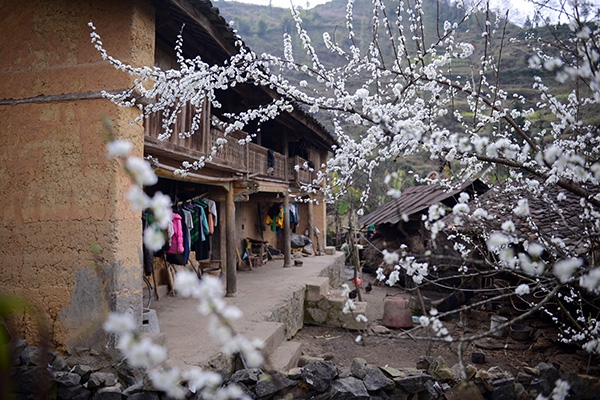 Du lịch Hà Giang tháng nào đẹp nhất để thấy tuyết rơi?