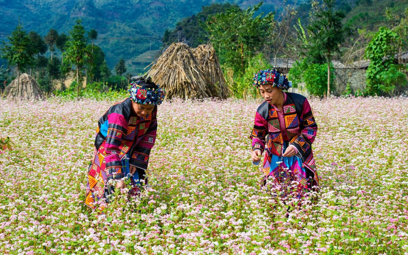 Kinh nghiệm du lịch Hà Giang tự túc vào mùa đông ngắm hoa tam giác mạch