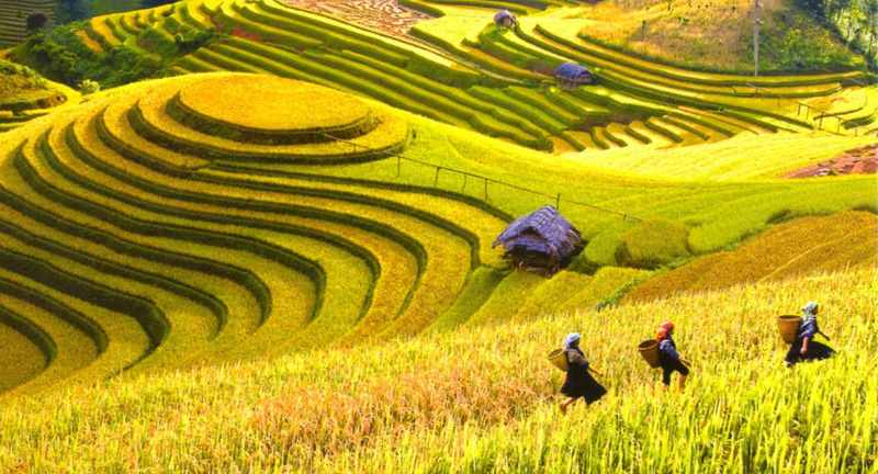 Du lịch Hà Giang mùa thu ngắm vẻ đẹp cánh đồng lúa chín