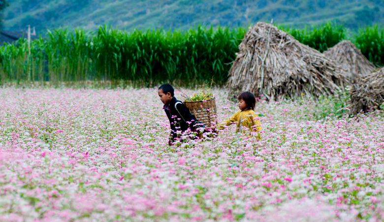 Kinh nghiệm du lịch Hà Giang tháng 10 - Bạn sẽ ngây ngất trước cánh đồng hoa tam giác mạch trải dài 