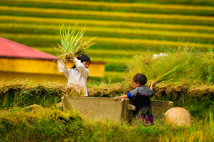 Những đứa trẻ cũng tham gia thu hoạch lúa