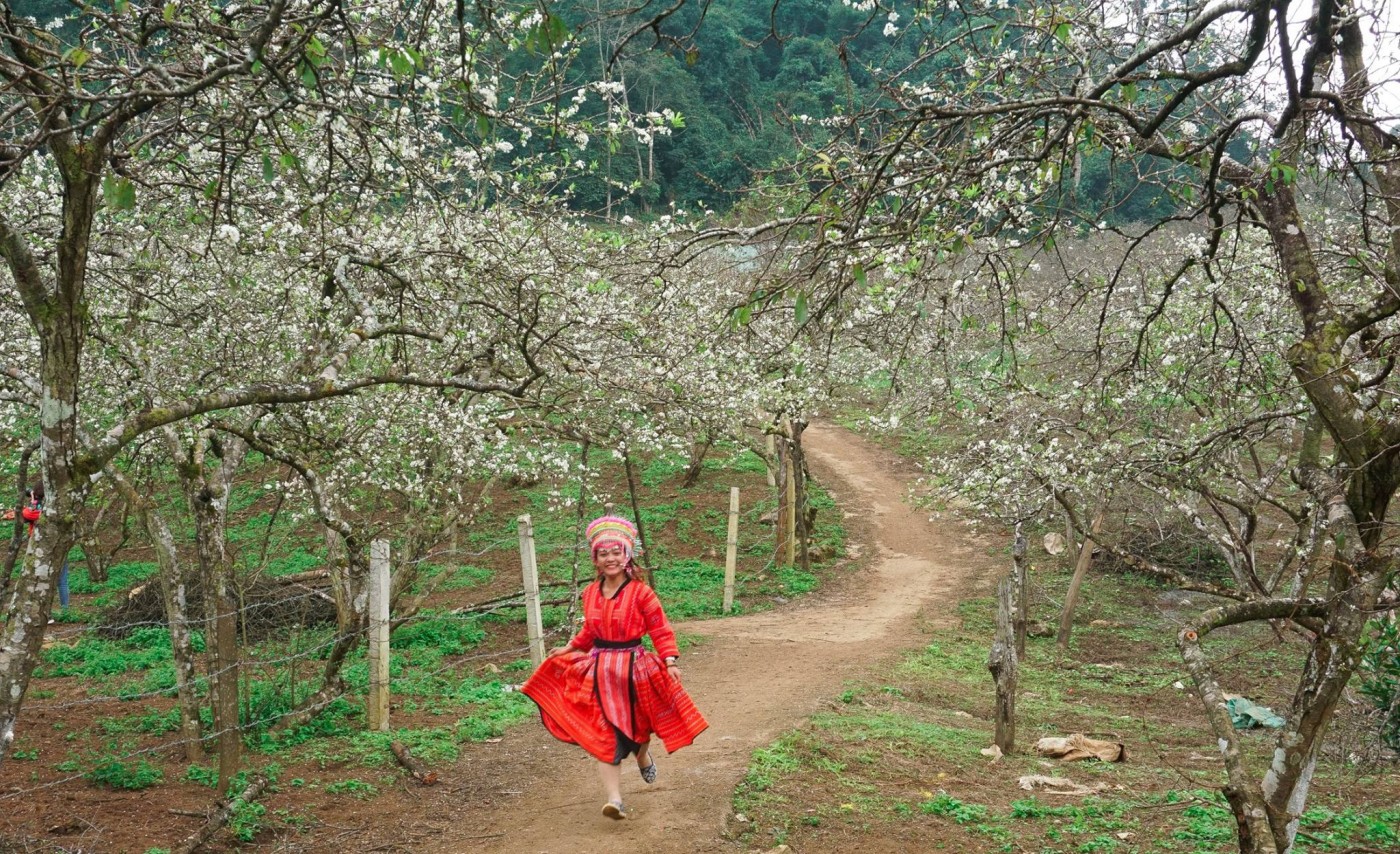 hoa mận