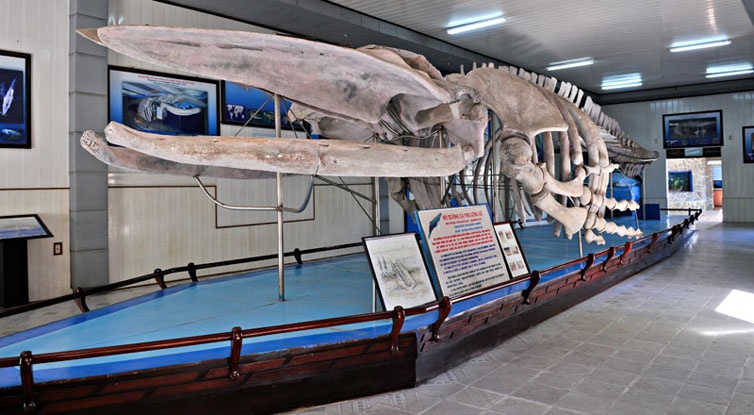 xương cá voi