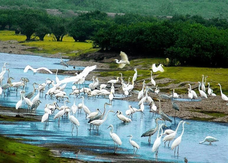 Vùng biển Kim Sơn có hệ sinh thái đa dạng