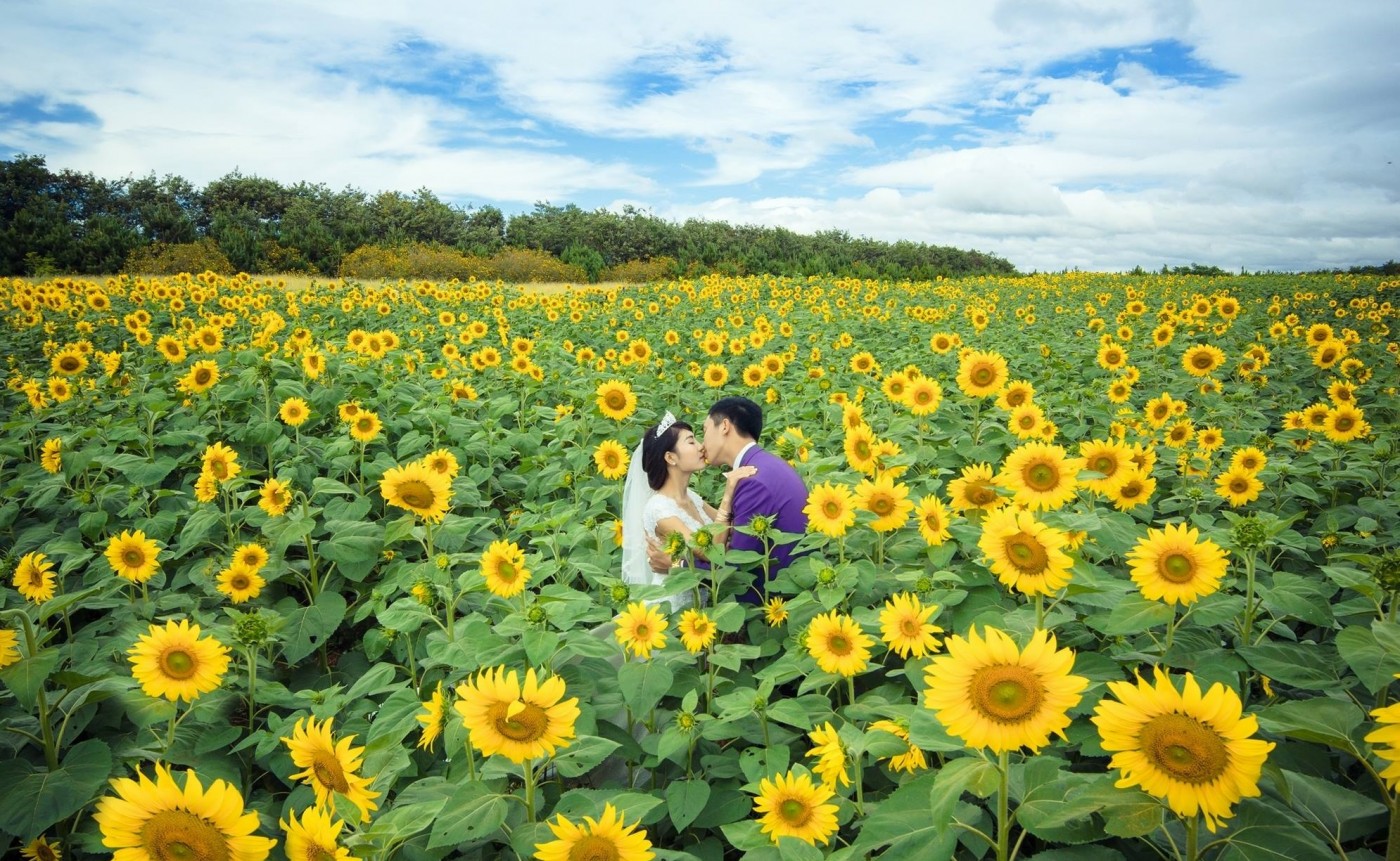 du lịch cánh đồng hoa hướng dương đà lạt