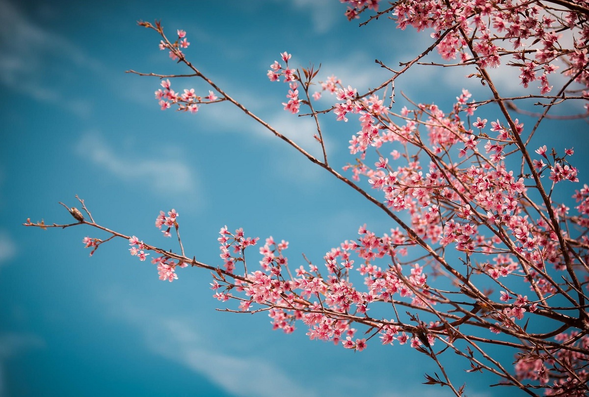 Du lịch Đà Lạt mùa nào đẹp nhất? Hãy đến vào mùa xuân để cảm nhận sắc hồng khó phai.