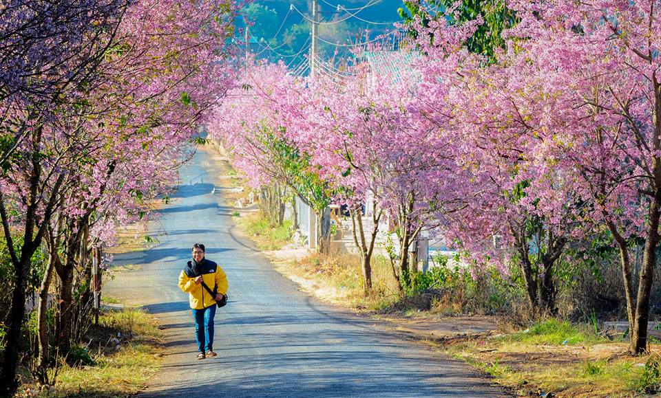 Đường đi Đà Lạt là những con đường luôn mang vẻ đẹp thơ mộng