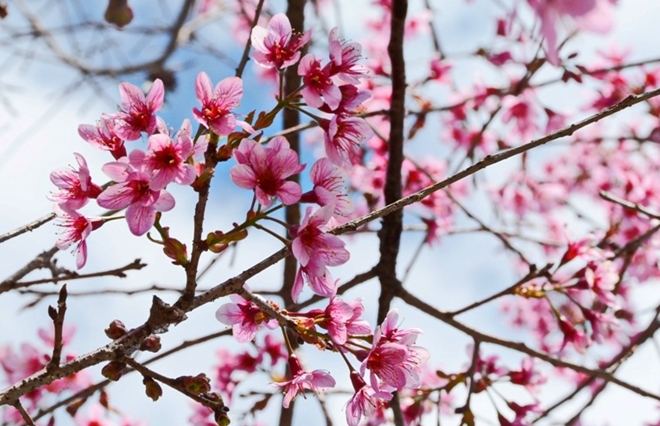 Hoa anh đào Đà Lạt là các giống hoa có nguồn gốc từ Nhật Bản và Pháp