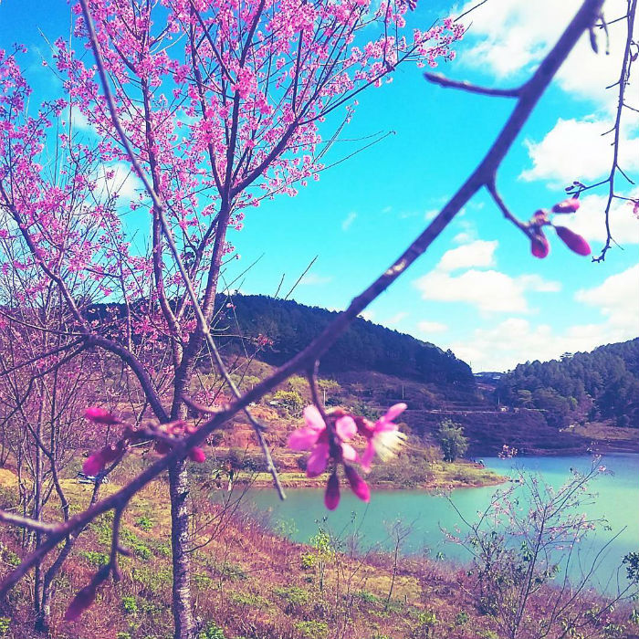 Hoa anh đào Đà Lạt nở vào tháng mấy bên hồ Tuyền Lâm?