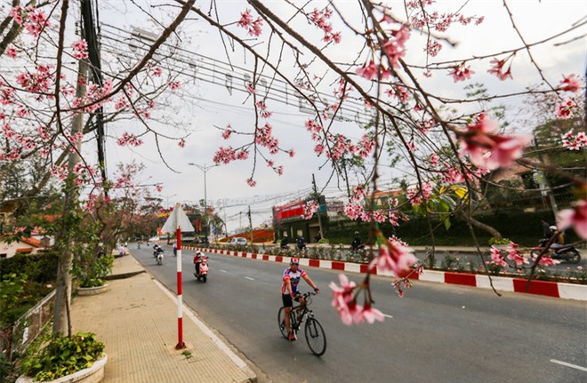 Đường Lê Đại Hành, con đường ngọt ngào với sắc hoa anh đào