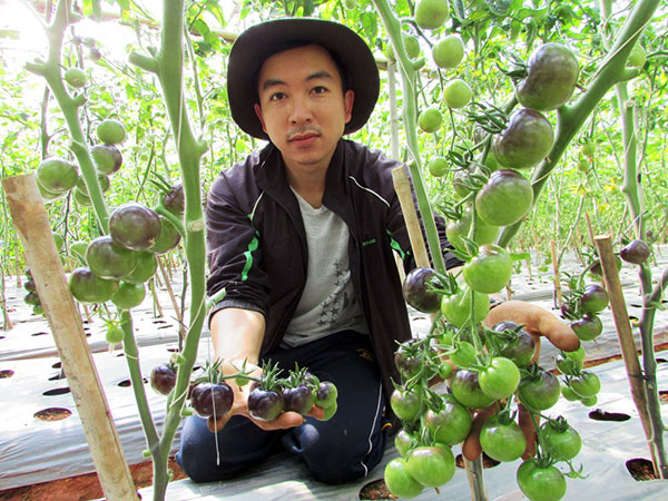 Trái cà chua tím ở làng nông nghiệp Xuân Hương cực kỳ lạ mắt