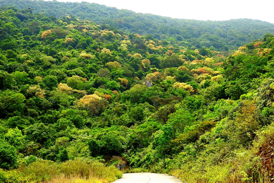 Rau rừng ở bán đảo Sơn Trà