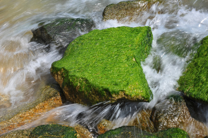 du lịch phú yên có gì