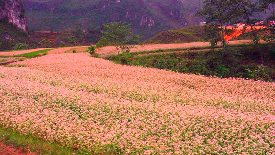 Địa danh du lịch miền Bắc mùa đông bạn sẽ lạc vào thung lũng cánh đồng hoa tam giác mạch ở Hà Giang