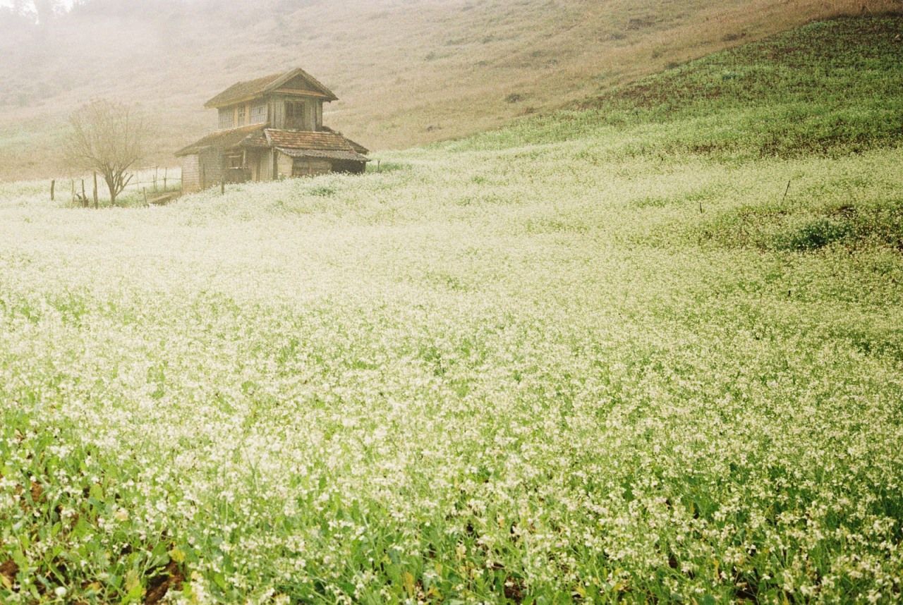 Mộc Châu với cánh đồng hoa cải trắng vào một buổi chiều mùa đông