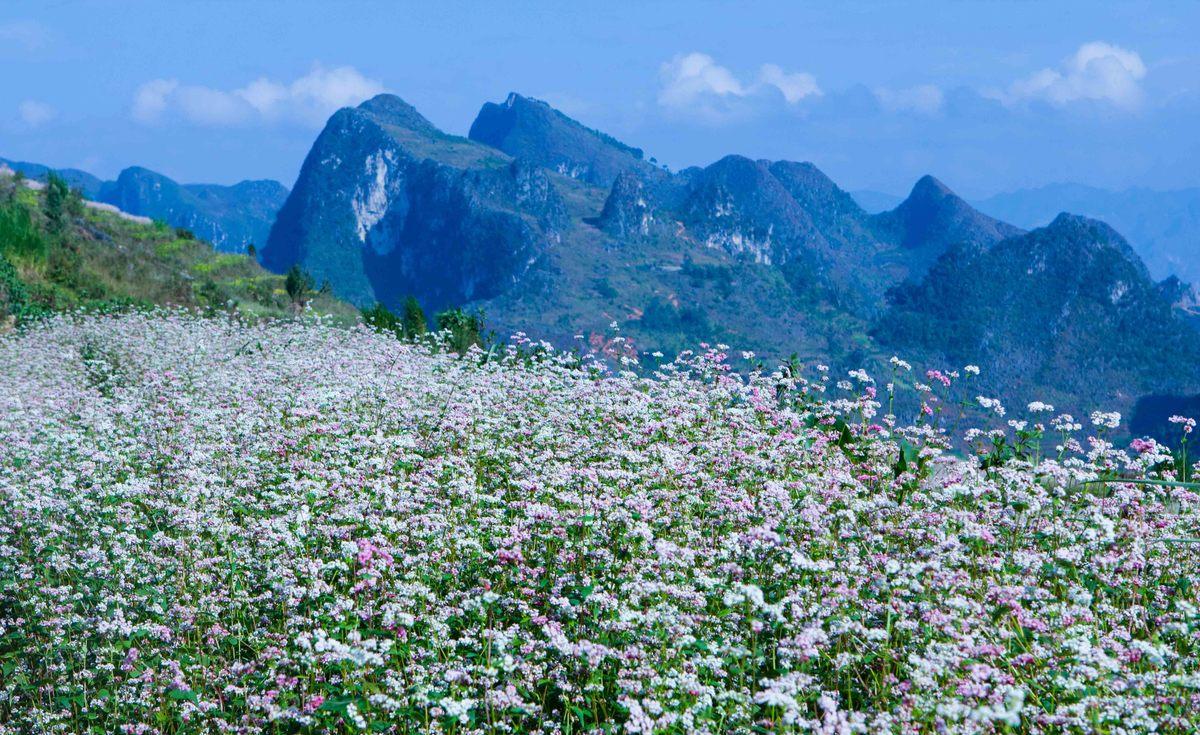 Du lịch Hà Giang mùa hoa tam giác mạch tại Bản Phó Bảng