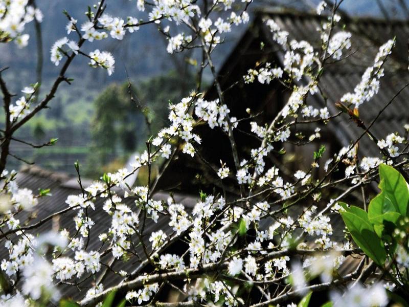 Bức tranh thiên nhiên thi vị vào mùa xuân ở Mai Châu 