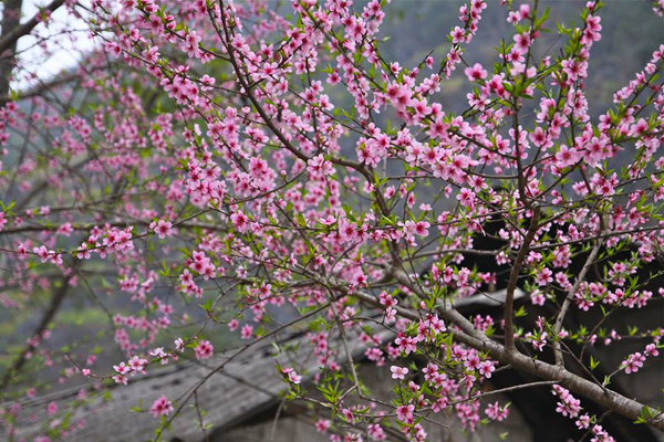 Hoa đào Mộc Châu đua nhau khoe sắc- mùa xuân mới lại về trên cao nguyên