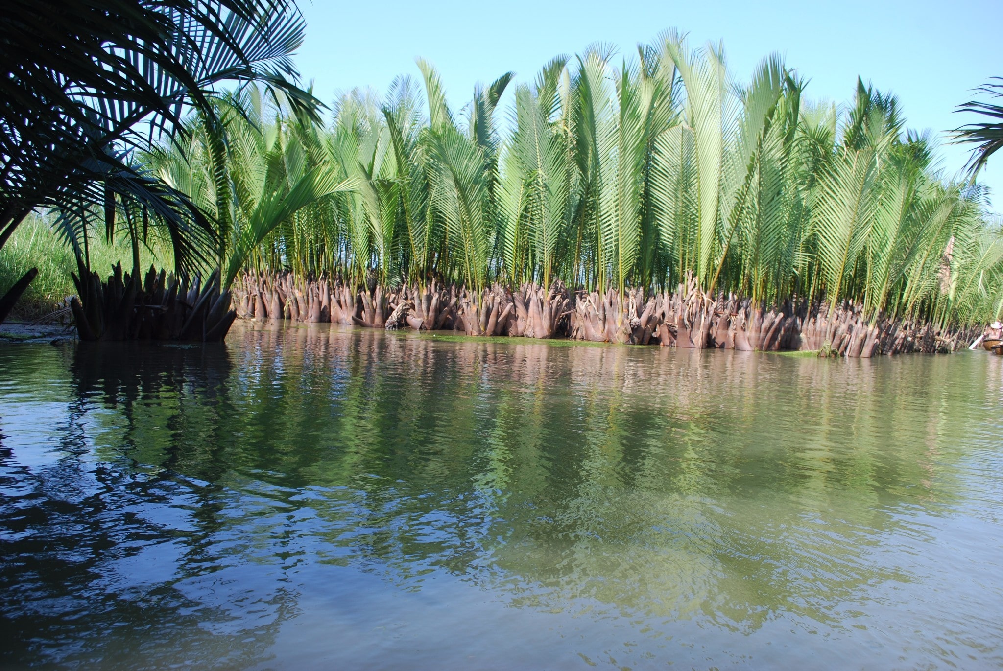 Du lịch sông nước miền Tây ngay trong lòng Hội An - Rừng dừa Bảy Mẫu còn gắn liền với những chiến tích lịch sử của dân tộc