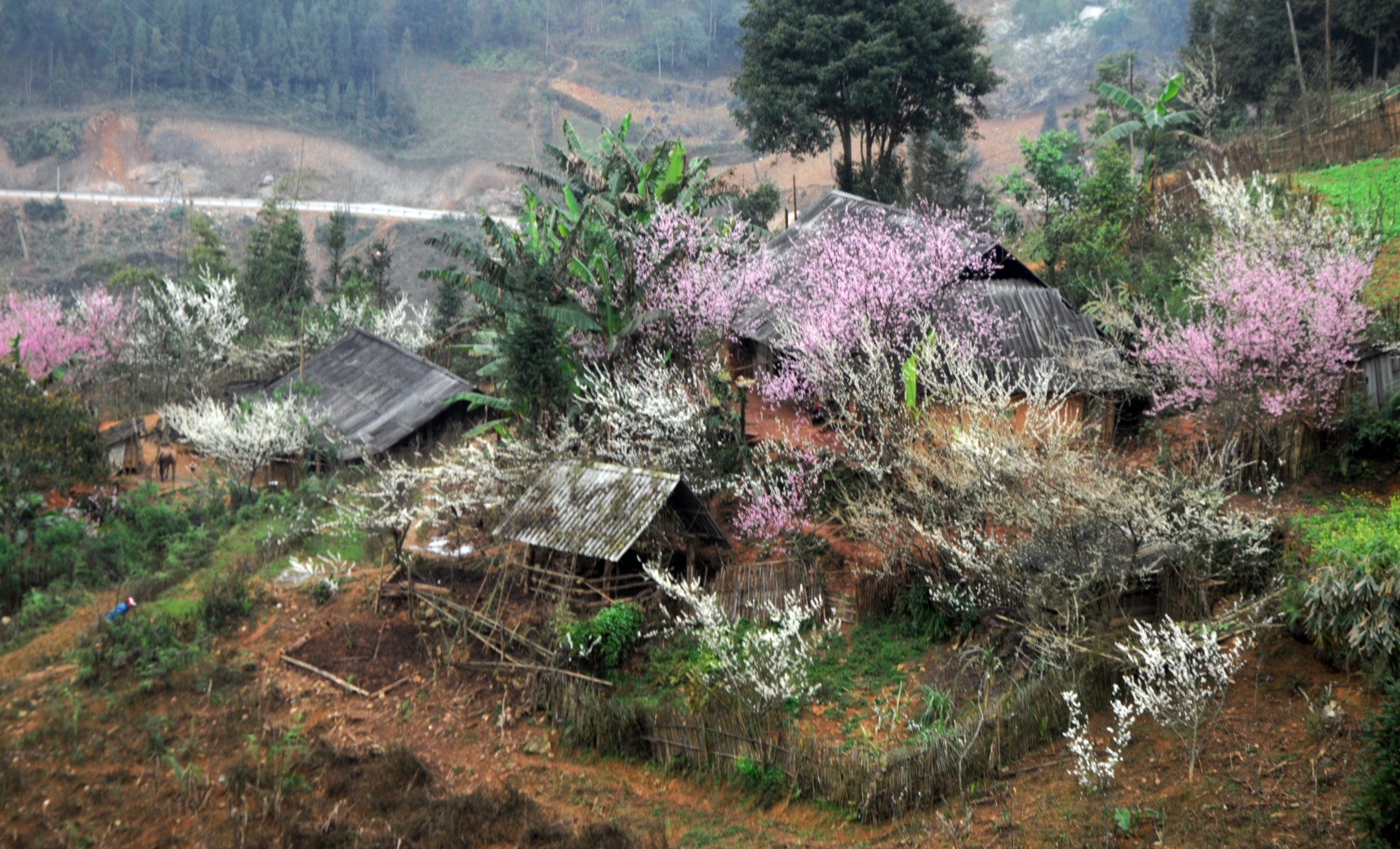 Có một Hà Giang thơ mộng khi hoa đào, hoa mận bung sắc