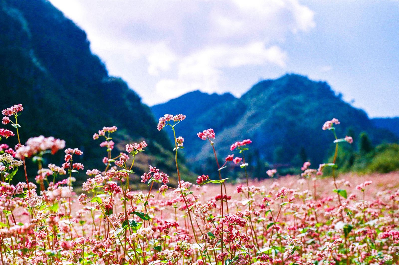 Hà Giang đẹp thơ mộng và bình yên trong mùa hoa tam giác mạch