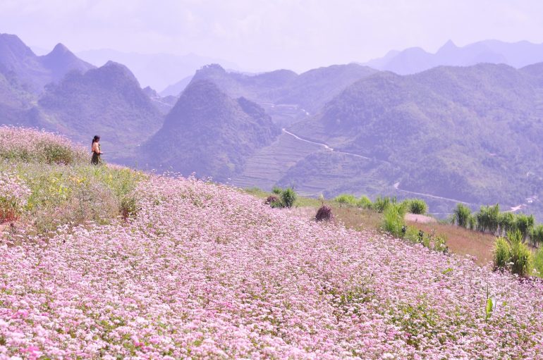 Tháng 10 là thời điểm cánh đồng hoa tam giác mạch nở khắp vùng cao nguyên Hà Giang