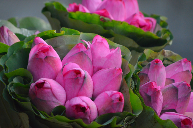 Hoa sen, loại hoa thanh cao thường được dùng để dâng hương