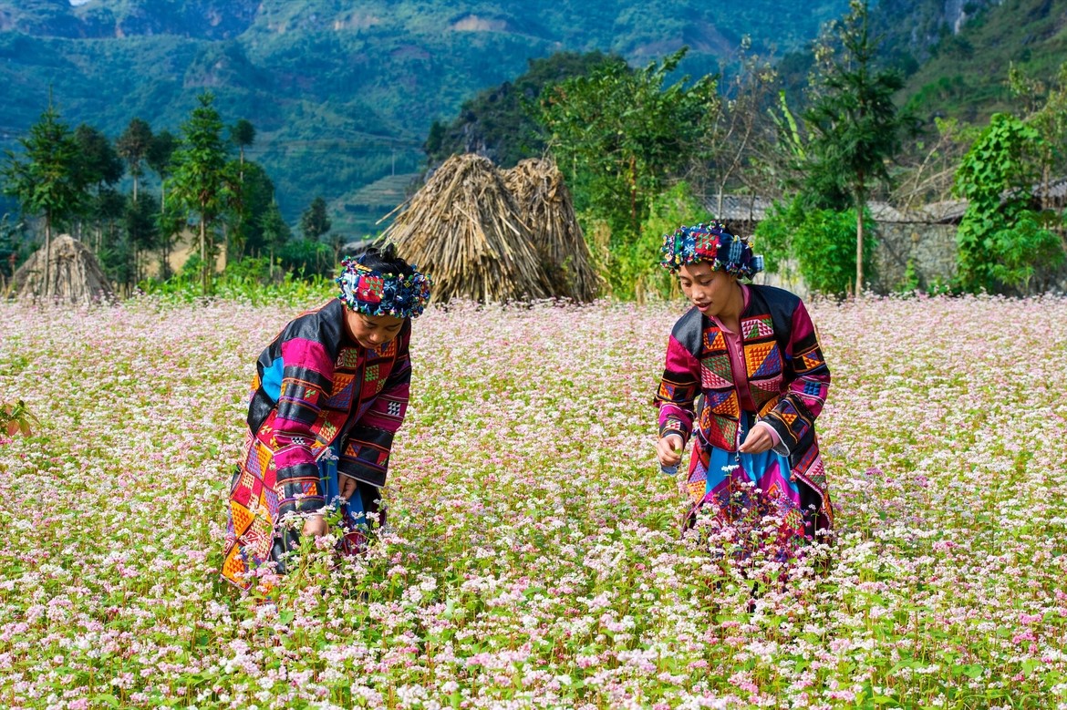 Du lịch Hà Giang ngắm hoa tam giác mạch