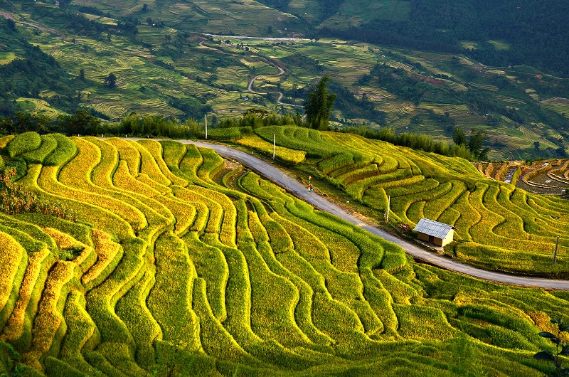 Những thửa ruộng bậc thang lúa chín tạo thành chiếc thảm vàng óng