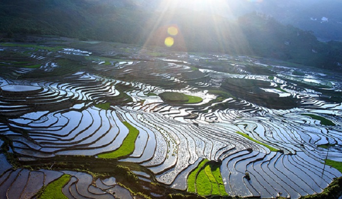 Ruộng bậc thang Sapa mùa nước đổ