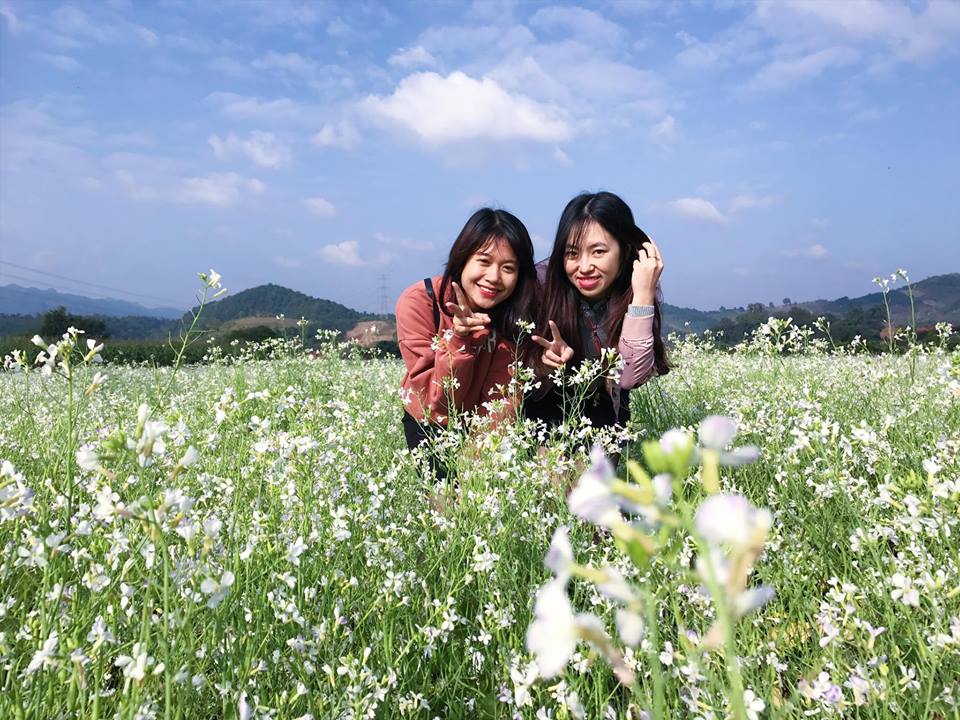 /canh-dong-hoa-cai-trang-moc-chau