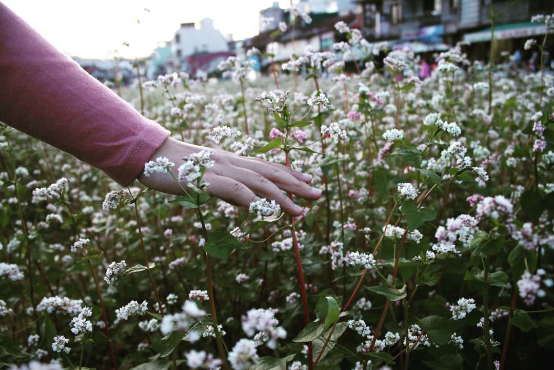 Cánh đồng hoa tam giác mạch Đà Lạt