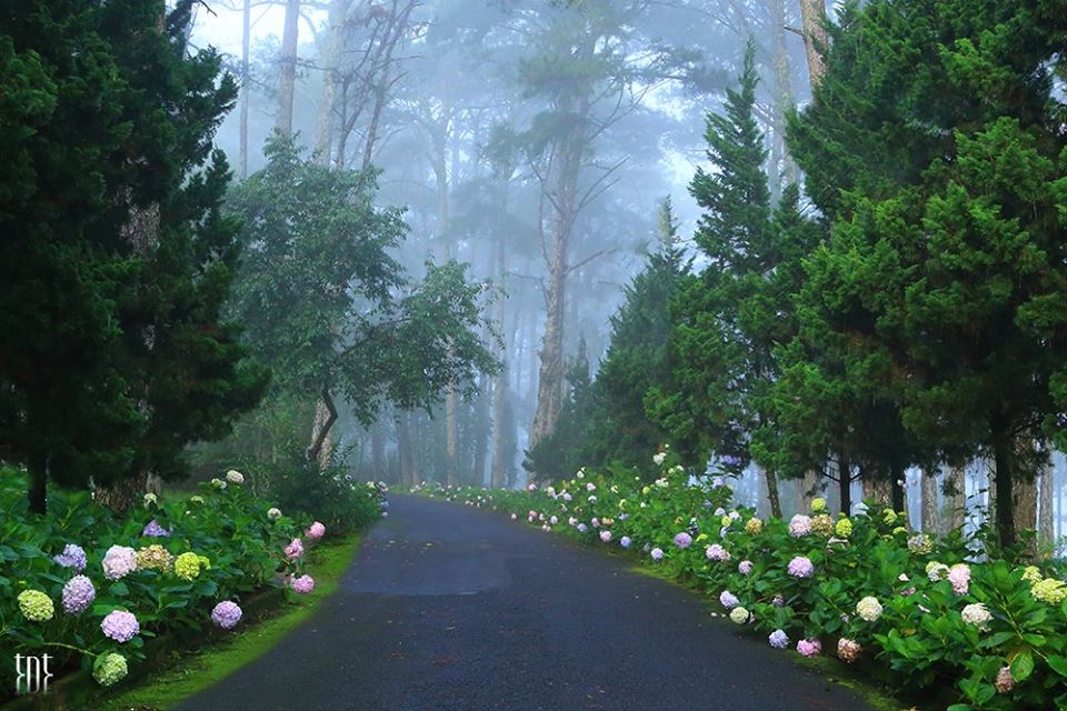 Con đường hoa huyền ảo trong màn sương mù bao phủ