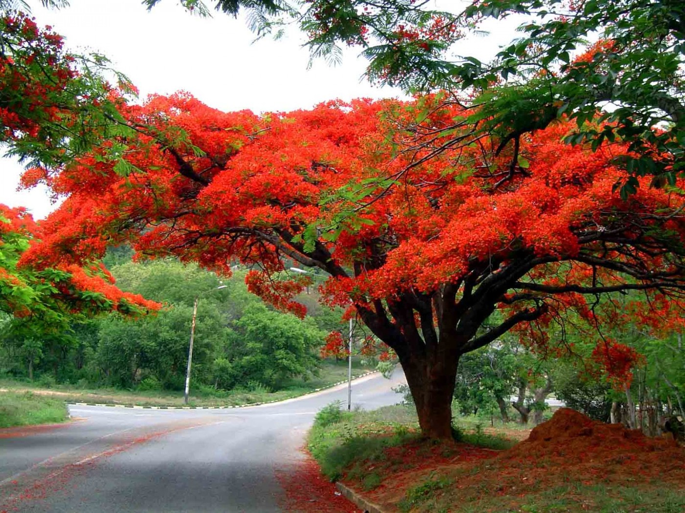 Mùa hoa ở Đà Lạt