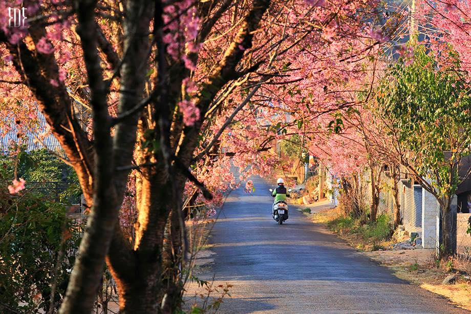 Đà Lạt màu hoa mai anh đào