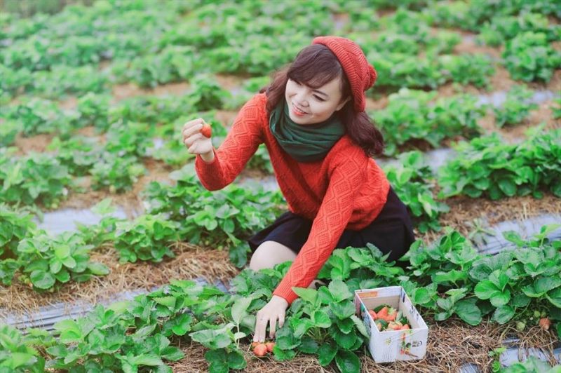 Check-in vườn dâu tây nổi tiếng ở Đà Lạt
