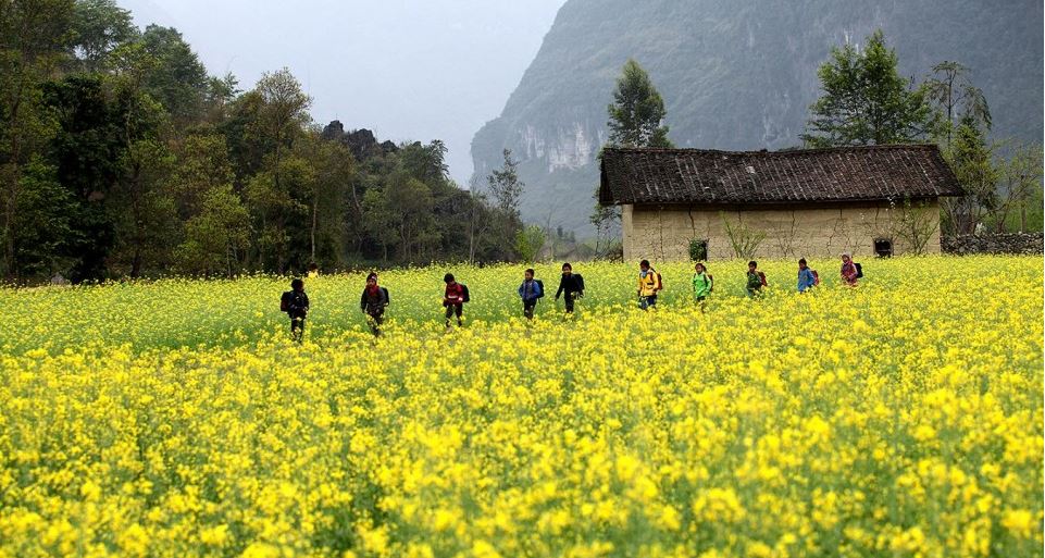 Tháng 12 này hãy về Hà Giang chiêm ngưỡng vẻ đẹp cánh đồng hoa cải