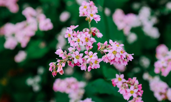 Đi Hà Giang mùa nào đẹp nhất để ngắm hoa tam giác mạch nhỏ chúm chím